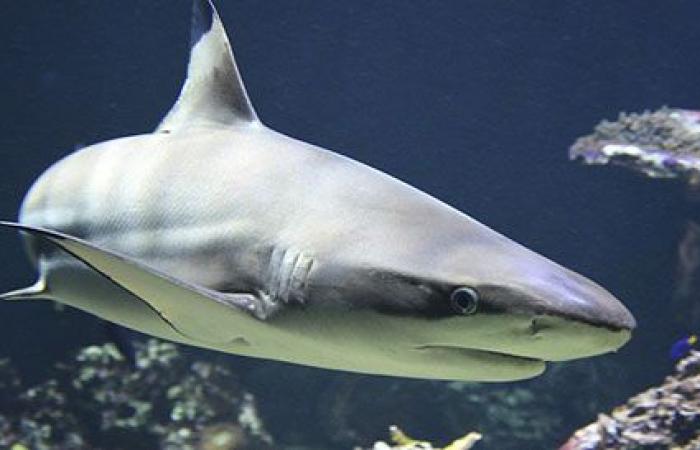 Encuentro cercano con el tiburón en Marinella. Huye, huye entre los nadadores | Hoy Treviso | Noticias