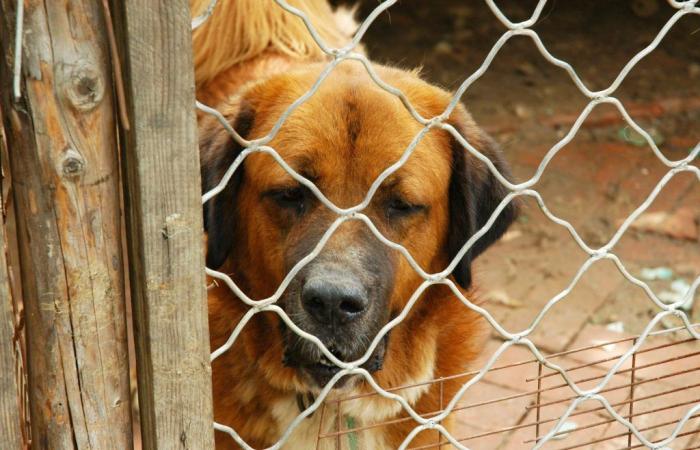 Polémica por los perros en Olbia, el arrebato de Lida: “Nos acusan de robárselos”