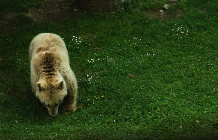 Un oso deambula por las calles de esta región italiana: aquí están los informes
