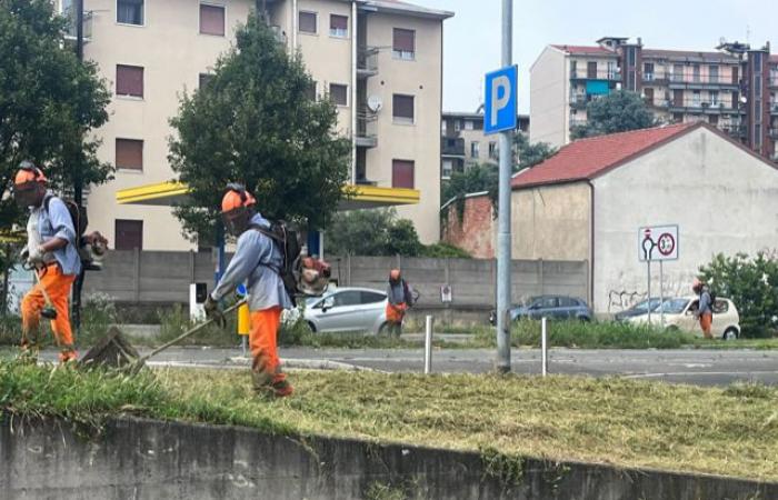 Cinisello Balsamo, ¿hierba descuidada en la ciudad? “La culpa es del gas Lodo”