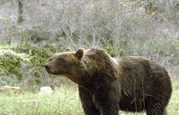 Comienza la campaña provincial de seguridad en Trentino: cinco mil carteles para informar sobre “zonas de osos” – Noticias