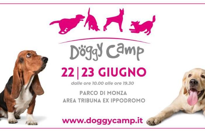 El Doggy Camp vuelve a Monza: dos días de diversión y relajación con 6 patas