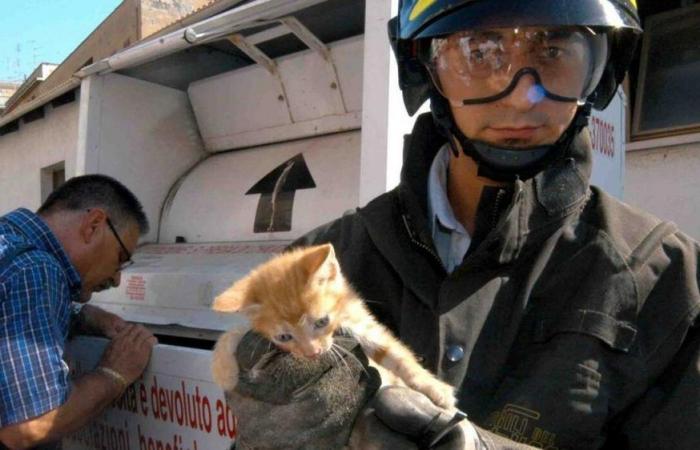 Cuatro intervenciones de los bomberos por un gato en el motor del coche