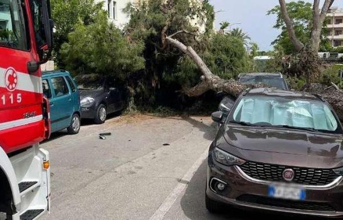 Miedo en las calles: un gran pino se estrella contra los coches aparcados – Teramo