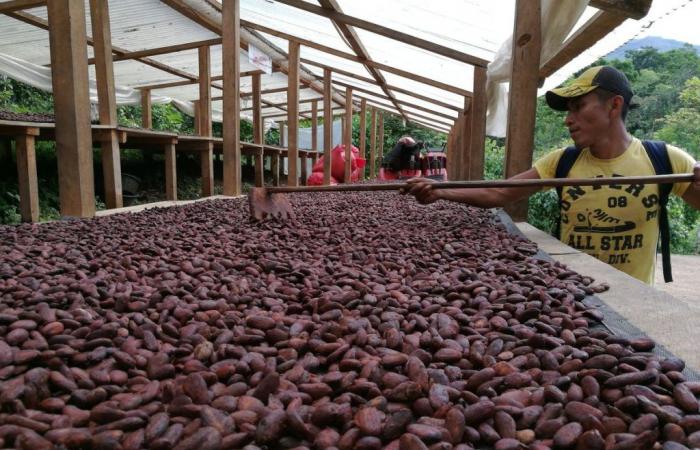 ¿Cómo están reaccionando los productores de chocolate ante el fuerte aumento de los precios del cacao?