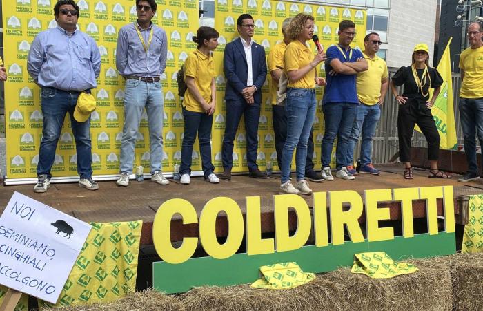 Jabalíes, campañas SOS: millones de euros en daños a la agricultura entre ataques y redadas