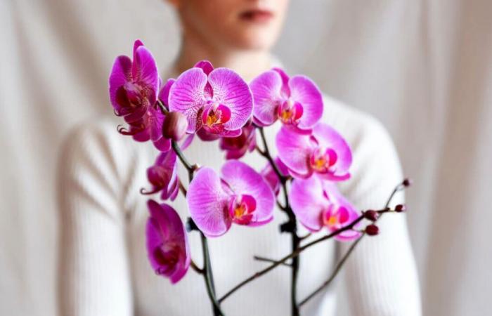 Las orquídeas más bellas del mundo expuestas en el lago de Como