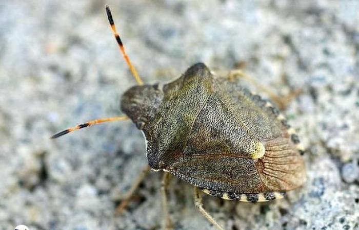 Viterbo – Agricultura, Rotelli: “El Ministerio aprueba el uso de la vespa samurái contra el virus asiático”