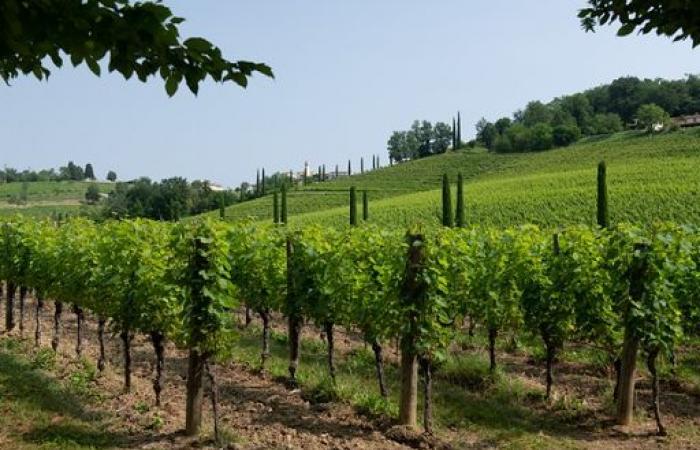 Istat: el clima penaliza a la agricultura, el vino y la fruta son los más afectados