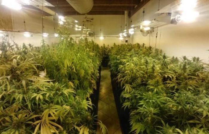 Cremona: 150 kilos de droga y cientos de plantas de marihuana en el almacén