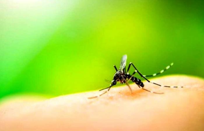 En Puglia se pone en marcha el plan de prevención contra los virus transmitidos por mosquitos: “No hay alarma en la región”