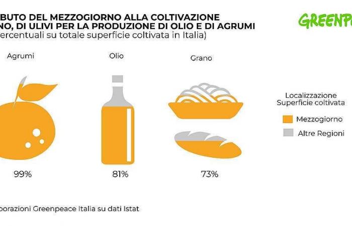 Futuro incierto para los cítricos, el aceite de oliva y el trigo duro italiano