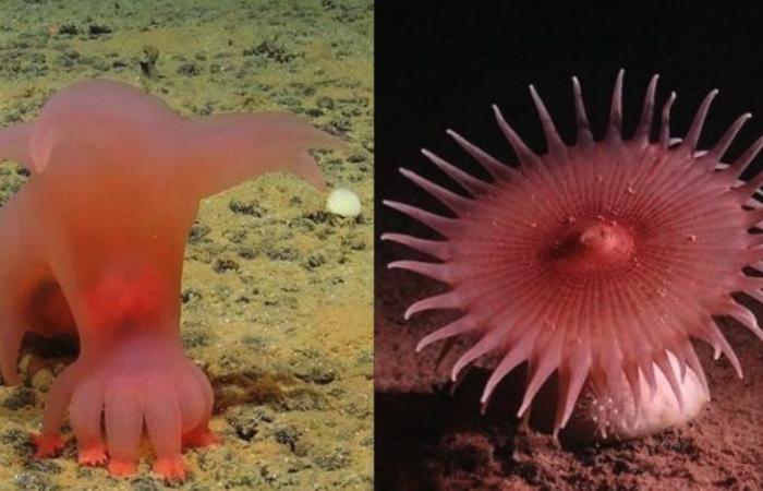 En el fondo del océano, investigadores han encontrado animales nunca antes vistos: uno se parece al Demogorgon
