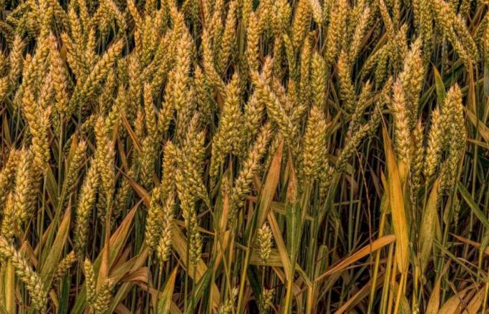 Los precios del maíz, la soja y la cebada vuelven a subir en mayo