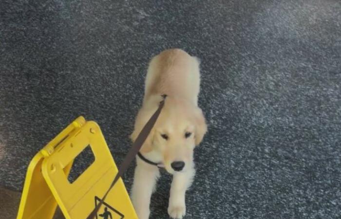Fedez revela el particular nombre que le puso a su nuevo cachorro Golden Retriever: así se llama el perro – Gossip.it
