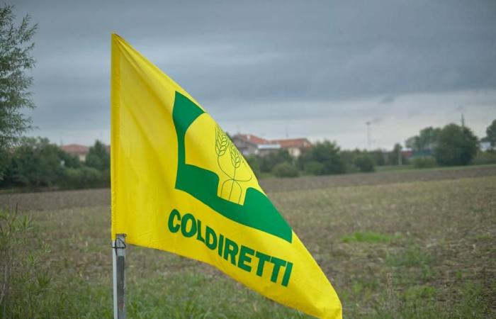 Movilización: los agricultores de Coldiretti Puglia por los prefectos para emergencias agrícolas