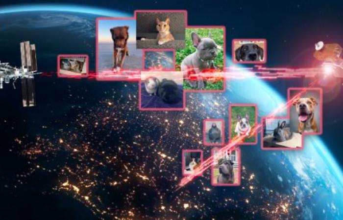 [VIDEO] Imágenes de animales transmitidas al espacio por la NASA – Turin News
