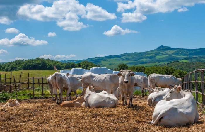 Toscana, llegan 3 millones de euros para el bienestar animal – Economía y política