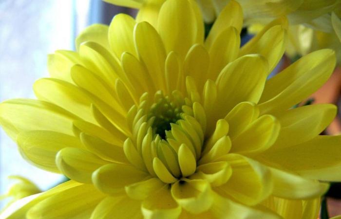 Yellow Day el día más feliz del año coincide con el solsticio de verano