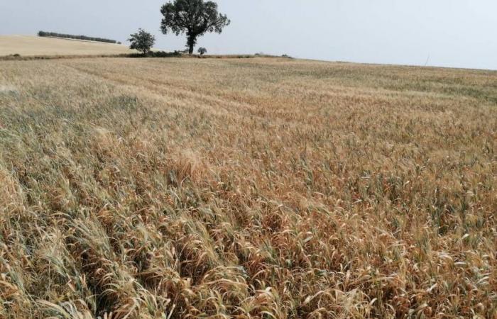La crisis agrícola en Basílicata está “cerca del punto de no retorno”