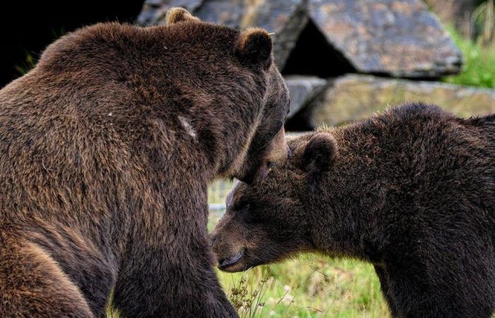 VÍDEO | Entre juegos de seducción y abrazos ‘calientes’, estalla la pasión entre dos osos en Abruzzo