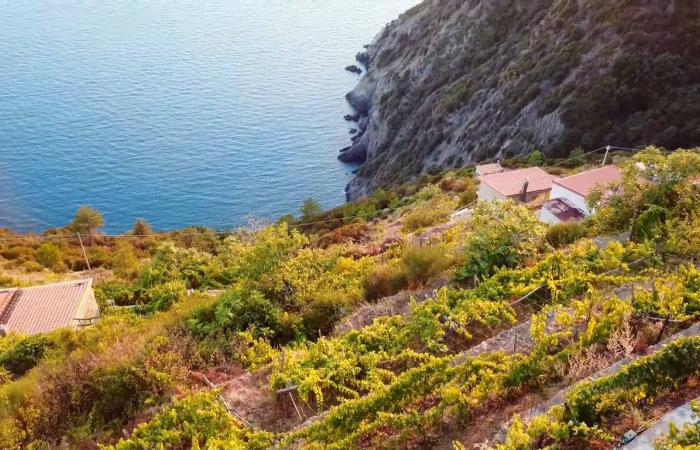 Liguria para beber a las puertas, este año vinos naturales y códigos QR para acortar colas