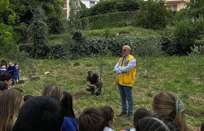 Sanremo, tercera plantación del Club de Leones en el jardín de la escuela primaria de via Panizzi – Sanremonews.it
