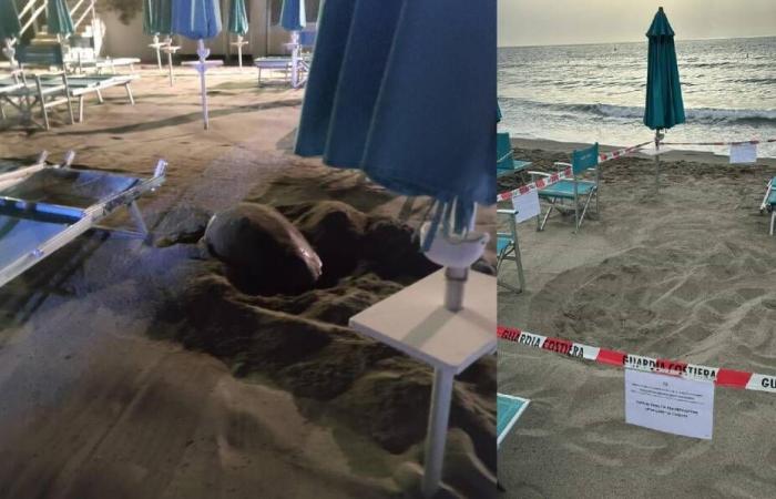 Laigueglia, una tortuga caretta caretta desove en la playa: “Es el primer caso en Liguria”
