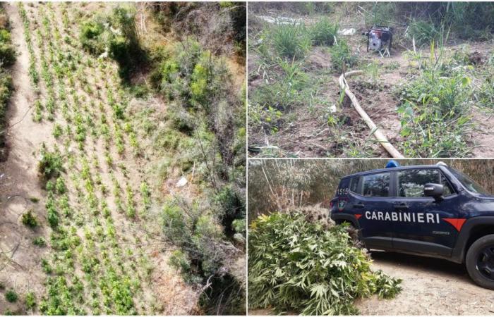 Plantación de marihuana con más de 500 plantas descubiertas y destruidas