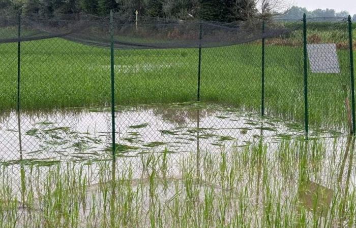 La paradoja de Pavía. “Ecoterroristas” destruyen un campo de arroz modificado que supuestamente reduciría el uso de pesticidas