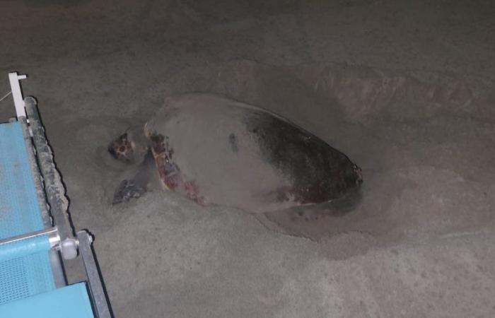 Una tortuga marina ha puesto sus huevos en una playa de Liguria, entre las tumbonas