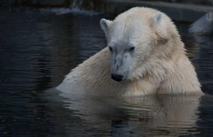 Osos polares en peligro: “A este paso están destinados a desaparecer”