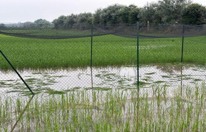 Agricultura, primer campo de arroz experimental ‘TEA’ destruido. Lombardía, Beduschi: acto criminal