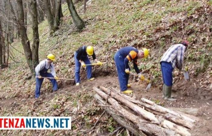 “un ajuste salarial es esencial para los trabajadores forestales”. La solicitud