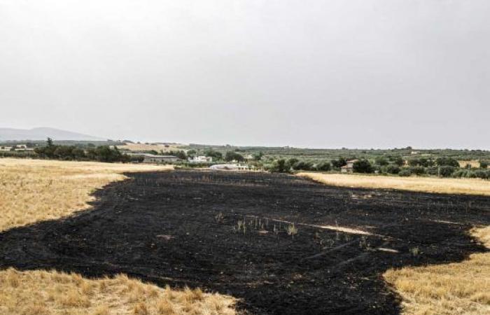Campo en llamas, incendio en la zona de Volpara