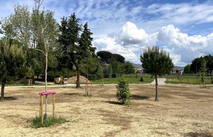 Prato, la comunidad científica botánica contra el ‘Bosque Neófito’: “Plantas exóticas”