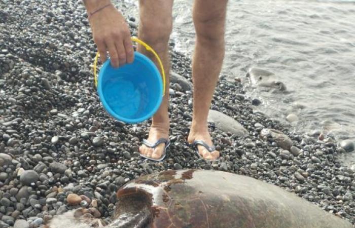 Salina, primer encuentro abierto a voluntarios que quieran participar en el seguimiento de las tortugas. Y ayer por la tarde varó en Acquacalda y luego regresó al mar… VIDEO