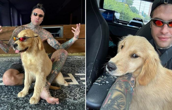 Fedez presenta al perro Silvio, polémica en redes sociales: “No son objetos”. El responde