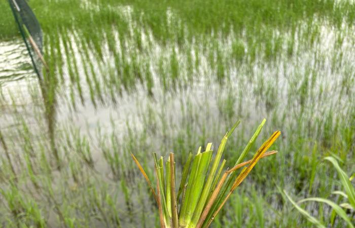Destruido el primer campo experimental de arroz “Té” en Lomellina: “Acto criminal”