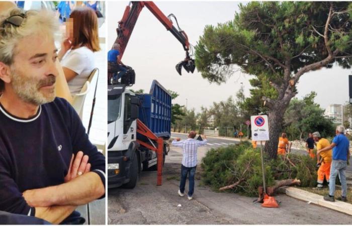 Monopoli, Brescia: “Se eliminan los pinos en verano para replantar los árboles jóvenes en octubre: no tiene sentido”