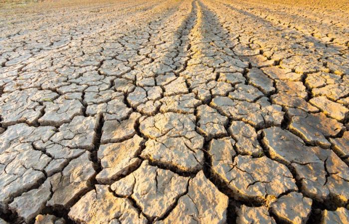 Sequía en Sicilia, riesgo de pérdidas de hasta el 50% de la producción, la región acoge inmediatamente a Fedagripesca