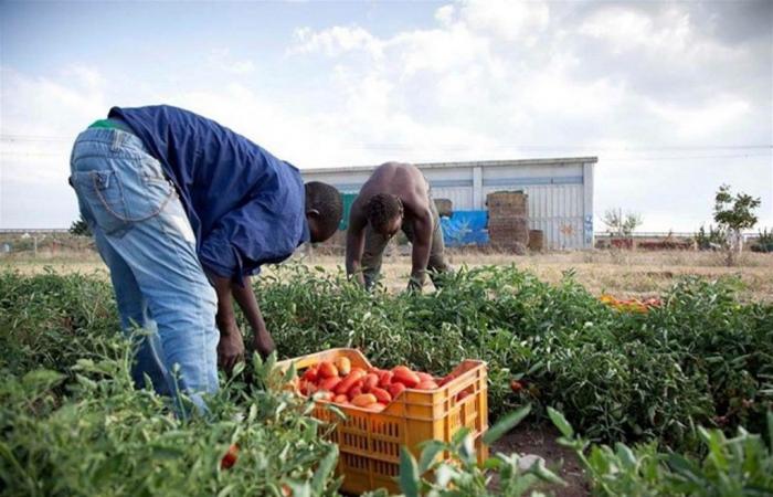«Trabajo agrícola de calidad, es necesario más debate contra el gangmastering»