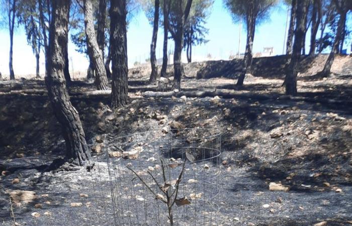 Ribera: El incendio arrasa el bosque del Parque del Renacimiento