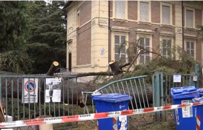 Gran cedro cae en el patio de la escuela primaria de Rivalta. VÍDEO Reggionline -Telereggio – Últimas noticias Reggio Emilia |