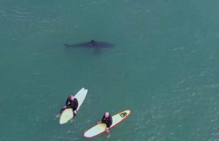 Los tiburones atacan colchones y tablas de surf: he aquí por qué