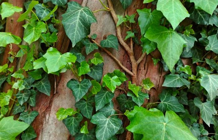 Las 5 mejores plantas trepadoras de hoja perenne para pérgolas y vallas