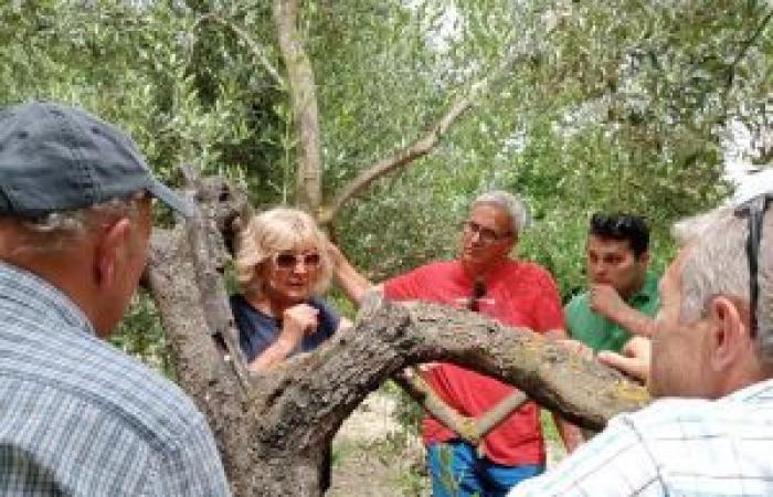 De Champagne a Olivola con Cia Alessandria, 6 agricultores franceses entre los olivares de Oliviera