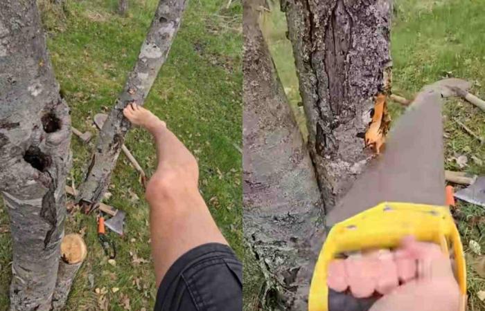 Decide cortar este árbol por la mitad: esto es lo que contenía