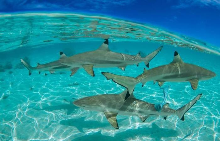 Tiburón, nuevo avistamiento en Italia: identificado en este mar