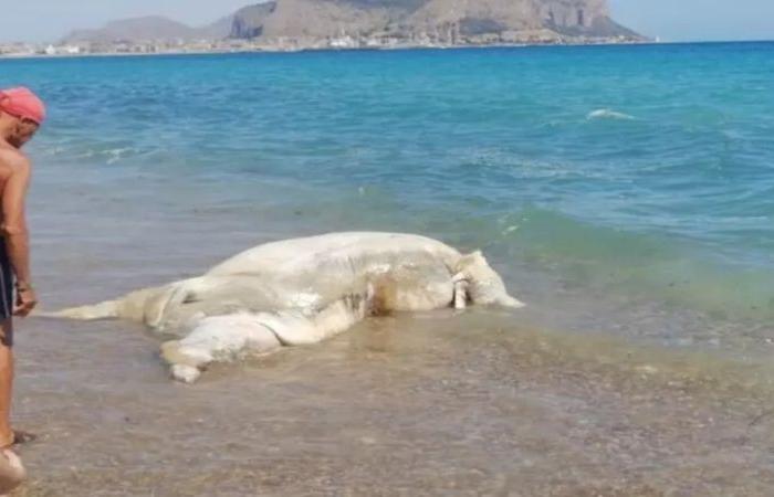 Becerro muerto que pesa 6 quintales en la playa – lasiciliaweb
